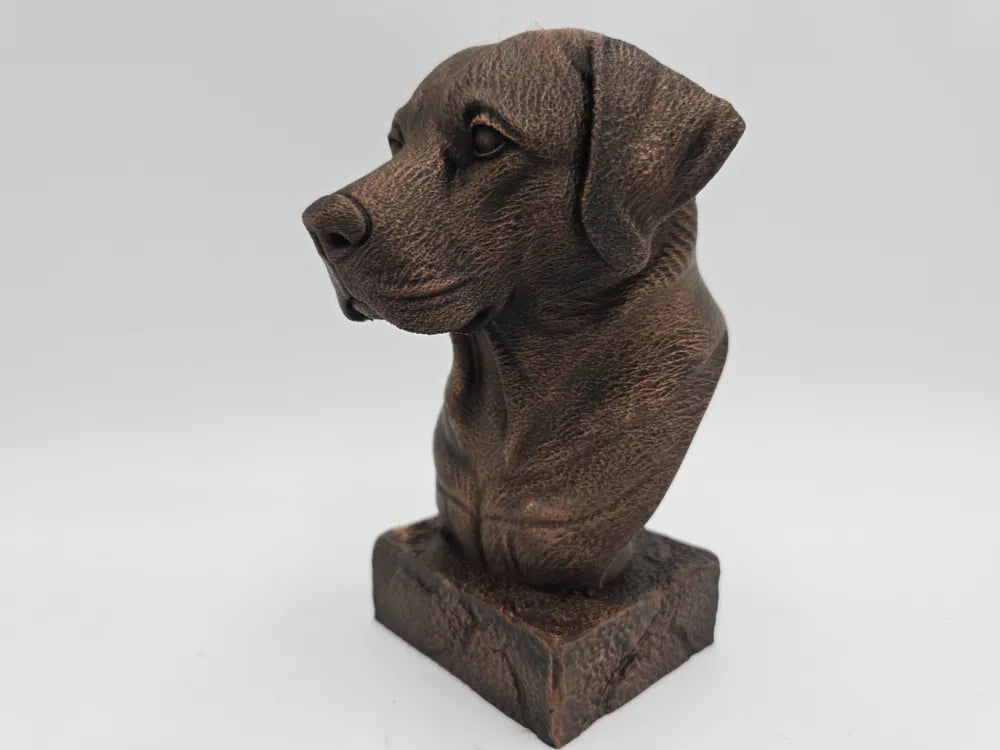Labrador Bust