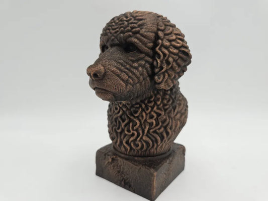 Spanish Water dog Bust