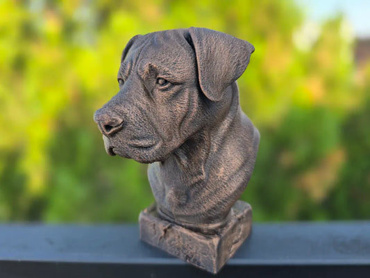 Canarian Mastif Bust